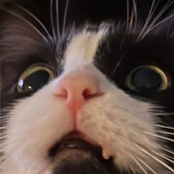 Meet your Posher, Becky - Picture 1 of 1